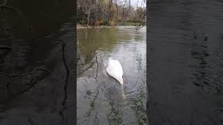 Cygne qui fait l'autruche