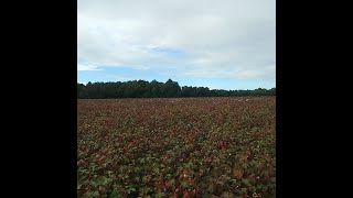 How I lost my drone in a cotton field.... (October 3, 2021)