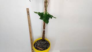 Huge Mature Flowering Climbing Vine Arrowhead Syngonium For Sale RedneckShrek Etsy