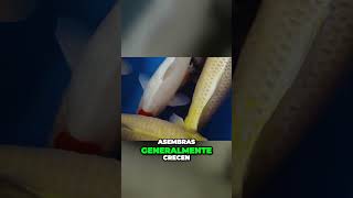 Diferencias sexuales y comportamiento de reproducción en peces carassius