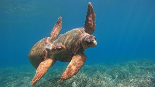 Crystal Clear Kayak Turtle Spoting