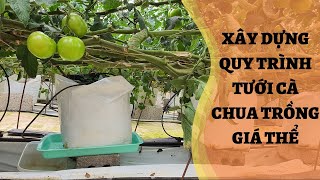 KĨ THUẬT CHĂM SÓC CÀ CHUA TRỒNG GIÁ THỂ - QUY TRÌNH TƯỚI