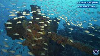 Artificial Reefs May Help Tropical Fish Expand Geographic Range