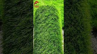 Artificial Grass #musacarpets #shorts #rug #grass #rugs&carpets #carpets #interiordesign #homedecor