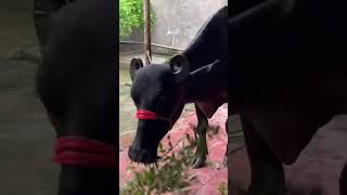 Natural Deworming of cow/buffalo - neem leaf || पशु की नेचरल डीवोरमींग - नीम की पत्ती ||