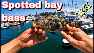 Spotted bay bass fishing at Marina del ray docks