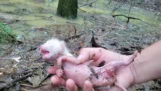 A newborn kitten was found after the big storm