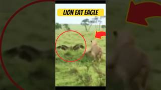 Eagle messed with wrong lion #eagles #lion #wildlife n