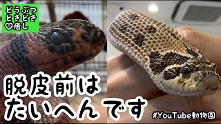 怒りんぼとのんびり屋／どうぶつ♡ときどき癒し［YouTube動物園］