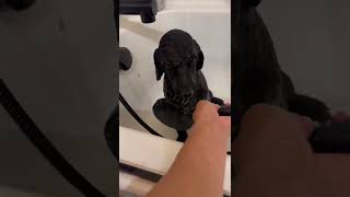 Standard Poodle Puppy taking a Bath/ SO CALM