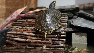 BINNENVIJVER voor de SCHILDPADDEN MAKEN! | En de EERSTE GIVEAWAY! #66