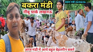 Sunday Nimbu Park Bakra mandi 😱💯 |25/08/24 |Bakra Mandi Lucknow |Bakra Mandi Update