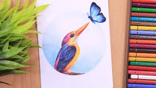 Draw Bird and Butterfly with Colored pencils | Tutorial for BEGINNERS