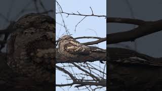 Indian Nightjar Camouflage with Branch of tree #ytshorts #shortsyoutube #shorts #short #ytstudio