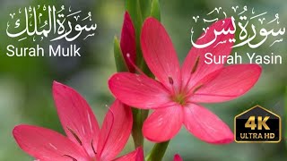 Surah Yaseen | Rahman | By Sheikh Abdul Rahman Al Saud  Beautiful recitation surah mulk