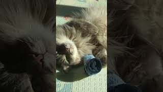 FUNNY CAT 🐈🐈🐈 funny cats #shorts