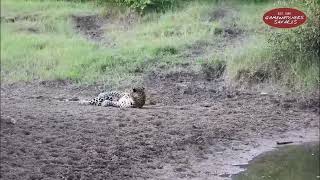 The Sawing Sound of Leopards: Akira Calling for a Mate | Wildlife Wonders