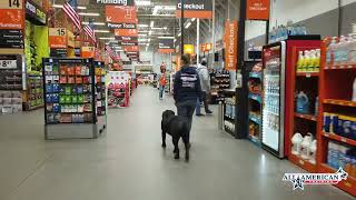 1 year old Black Labrador I Labrador Training Phoenix I Off Leash Training I All-American K=9