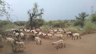 Sheep Herd