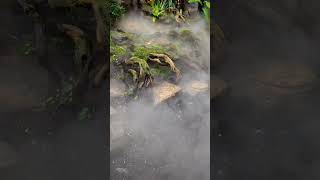 Mist Makers series #landscape #landscapegarden #pond #moss #junglegarden #rasiofamily