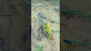 Desert Beautiful Birds #shortvideo #viralshorts