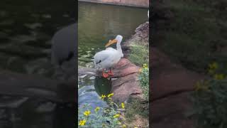 Supercool bird cleaning itself #nature #bird