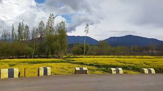 Beautiful view of kashmiri mustard field