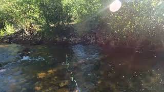 Fly Fishing Fall River, Estes Park CO