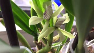 Encyclia aemula's Hidden Flowers