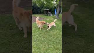 bully friends #Goldenretriever #CuteDog #Dog #Goldie #SweetPaw #SweetDog #Doglife #Shorts