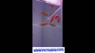 Honey gourami on stock