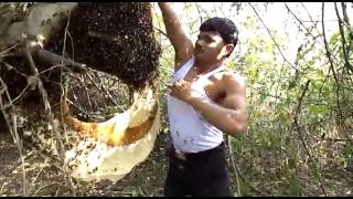 Fearless honey collector