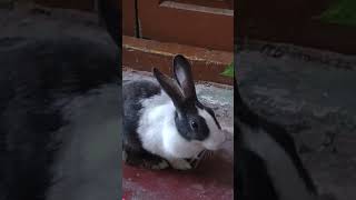 My rabbit eating money plant | bunny | #bunny #shorts