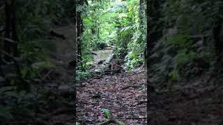 Pumas en Estación Biológica La Selva