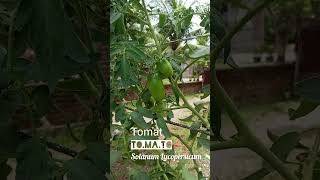 Tanaman Tomat #tomato #kebun