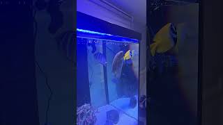 Feeding time #feeding #fish #reef #shortvideo #shorts #short #music #fishaquarium #topfeeding #relax