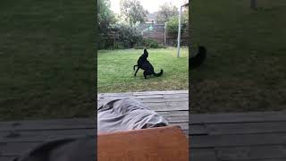 Dog in Slow Motion - Perfect Catch #shorts