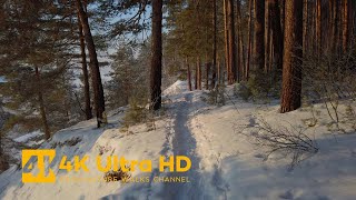 Winter Forest Walk in Sunny Weather