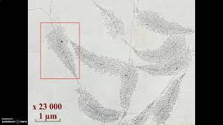 L'expression génétique : transcription de l'ADN en ARN messager et traduction de l'ARNm en protéine