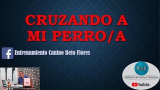 Cruzando a mi perro | Stream