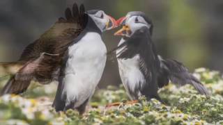 Carlos Perez Naval - Young Wildlife Photographer of the Year 2014 | Natural History Museum