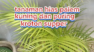 review bunga palem kuning &puring keraton