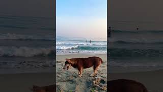 Beach-Loving Doggo #elyu #doggo #dogshorts