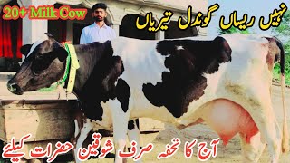 Top Class Australian Fresian Cow For Sale In Punjab On Gondal Dairy Farm|| Cross Cows in Pakistan