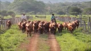 BOIADEIRO ERRANTE - TIÃO CARREIRO