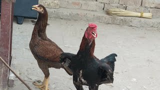 Aseel murga murgi //#pure desi murga murgi// real male and femle  hans🐓🐔