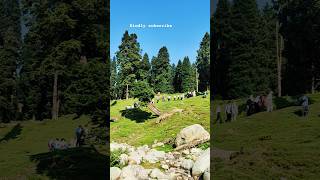 stunningly beautiful place - Doodhpathri 👍👍 #nature #travel #viralvideos