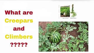 What are Creepers and Climbers. getting to know plants science class 6th