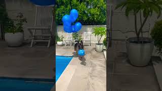 Birthday boy with balloons💙🎈 #kingkaiser #germanshepherd #funnydogs