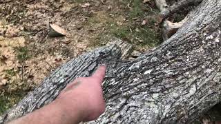 Prepping HUGE hickory for chainsaw milling